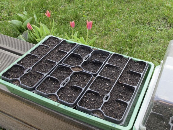 Paradeiser bzw Tomaten vorziehen 01