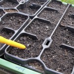 Paradeiser bzw Tomaten vorziehen 02