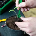 07_tomaten_paradeiser_vereinzeln