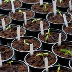 Tomaten bzw. Paradeiser vereinzeln