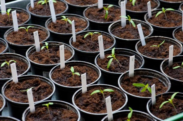 Tomaten bzw. Paradeiser vereinzeln