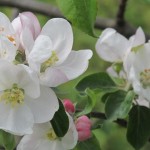 Der alte Apfelbaum blüht-2