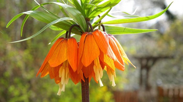 Kaiserkrone, Fritillaria