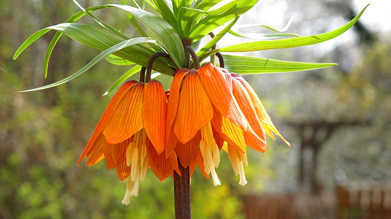 Die Kaiserkrone - Fritillaria - die Kaiserin im Frühlingsgarten