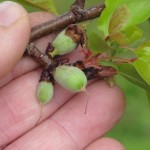 Der Marillenbaum hat kleine Früchte