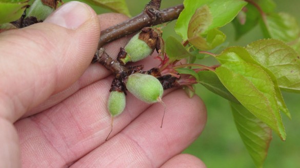 Der Marillenbaum hat kleine Früchte