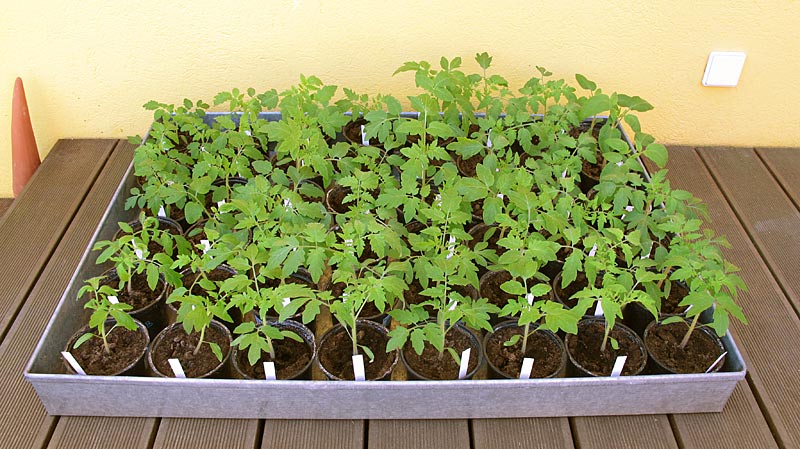 Jungpflanzen von Tomaten bzw. Paradeisern