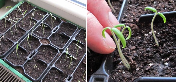 Tomaten bzw. Paradeiser Vorziehen