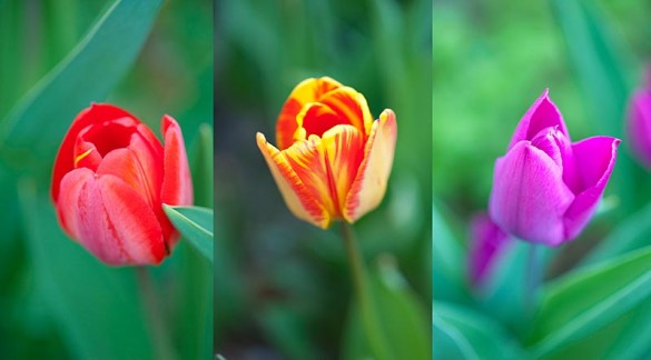 Tulpen im Garten