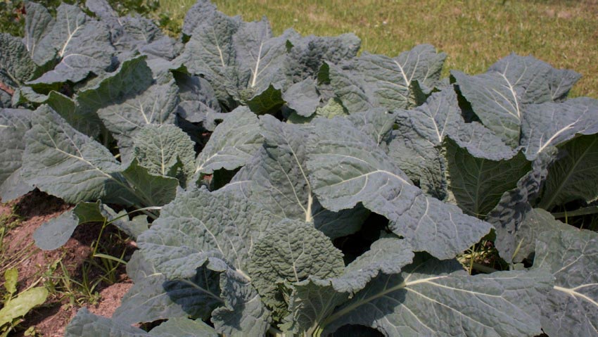 Kleiner Rundgang im Garten Ende Mai