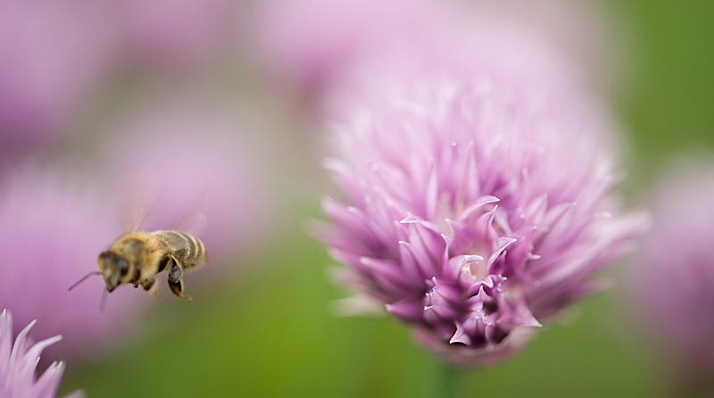 Biene beim Bestäuben