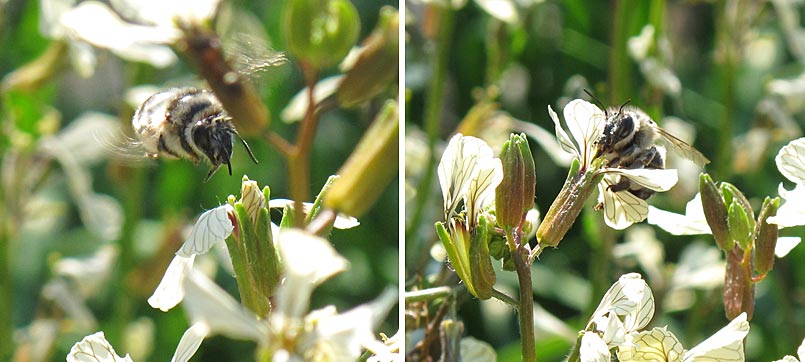 Kräuter blühen - Insekten bestäuben