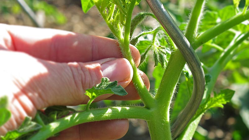 Paradeiser und Tomaten ausgeizen