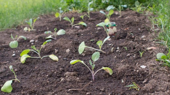 Broccoli, Karfiol und Spitzkraut anbauen im Juni