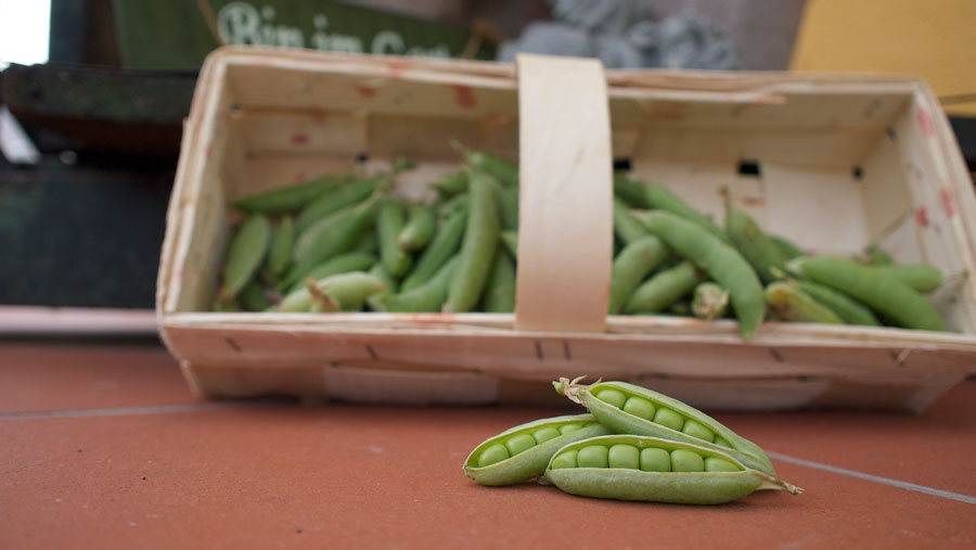 Die Erbsen sind reif