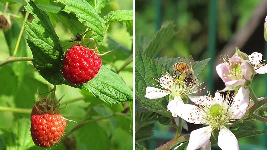 Die ersten Himbeeren sind reif