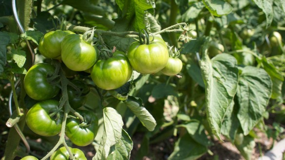 Tomaten im Juni-2012