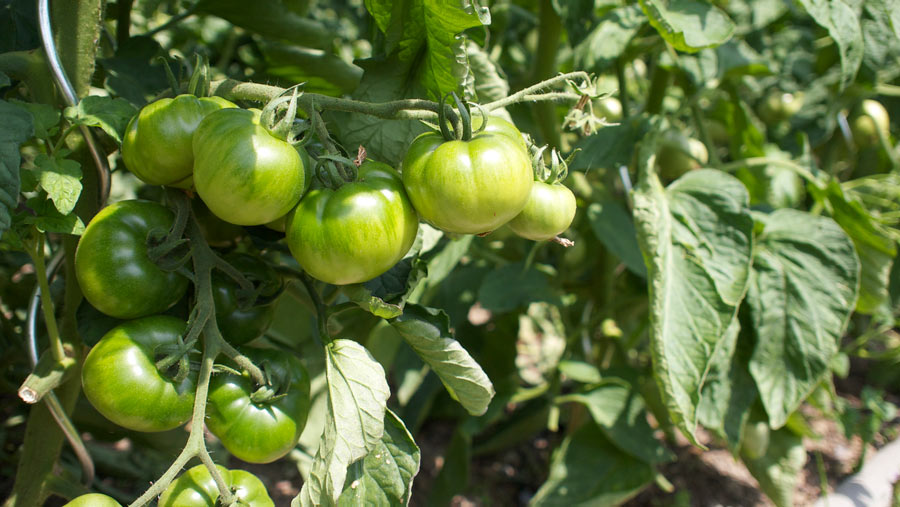 Tomaten Ende Juni