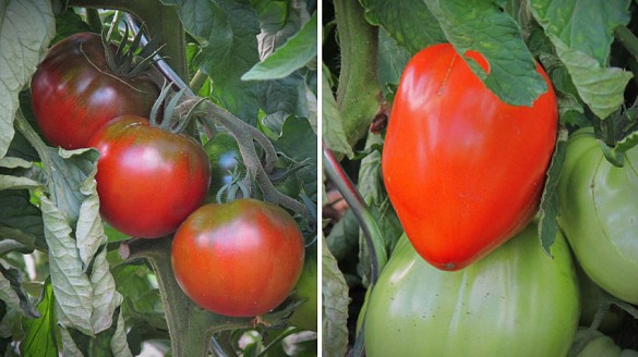 Paradeiser und Tomaten in Burgenland sind reif