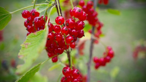 Saure Ribiseln-Johannisbeeren sind reif