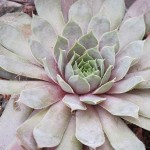 sempervivum_metallicum_giganteum