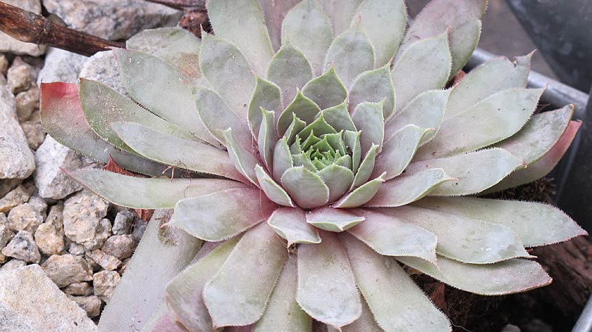 sempervivum_metallicum_giganteum