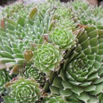 sempervivum_silberkarneol