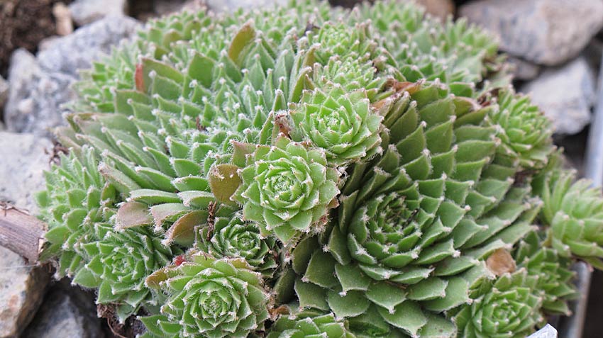 sempervivum_silberkarneol