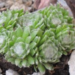 sempervivum_spinnweb