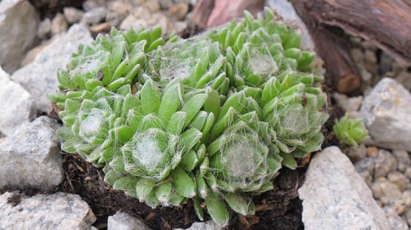 sempervivum_spinnweb