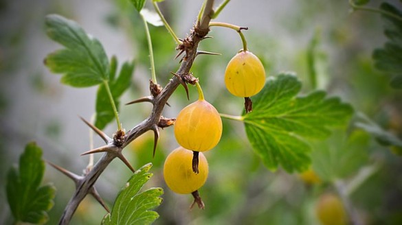 Stachelbeeren