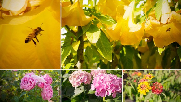 Die Farben des Sommers im Garten