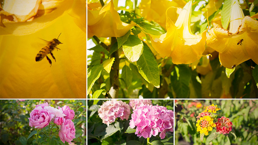 Die Farben des Sommers im Garten