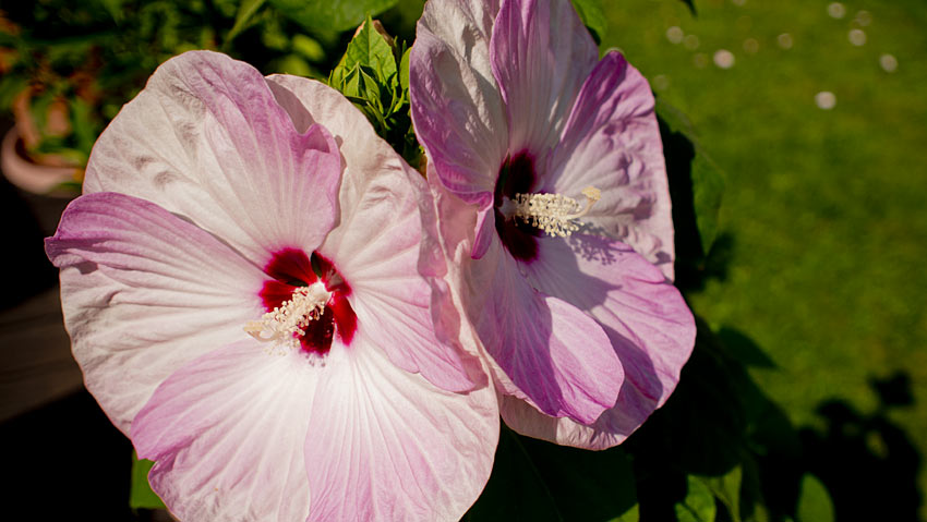 Beeindruckender Sumpfeibisch (Roseneibisch)