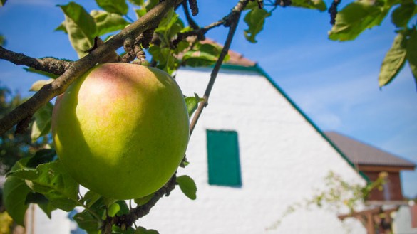 Apfel im September im Burgenland