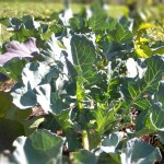 Broccoli im September im Burgenland