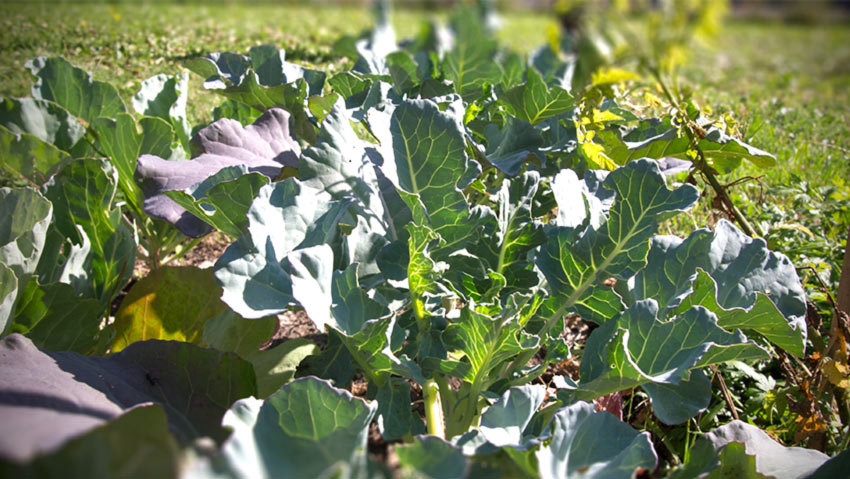 Wie weit sind Broccoli, Karfiol und Spitzkraut im September