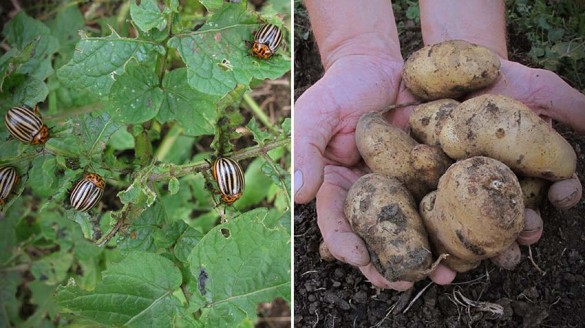 Kartoffelernte und der Kartoffelkäfer