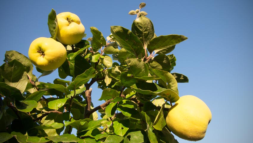 Quitten im Burgenland sind reif