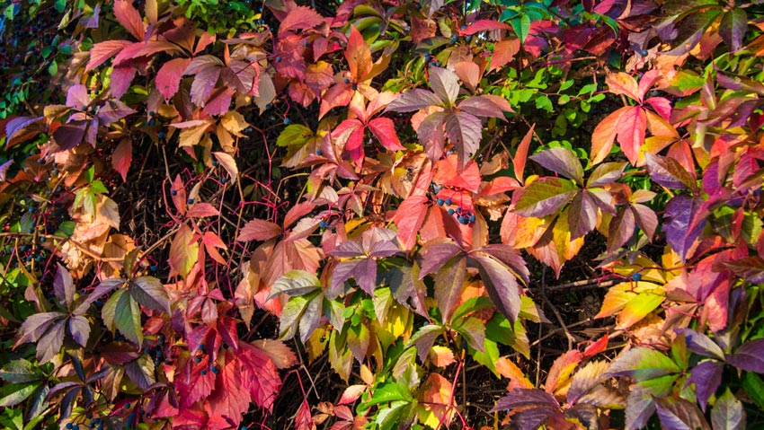 Wilder Wein im Herbst