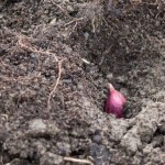 Steckzwiebel im Herbst einpflanzen