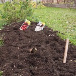 Knoblauch und Zwiebel im Herbst einpflanzen