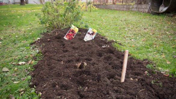 Knoblauch und Zwiebel im Herbst einpflanzen