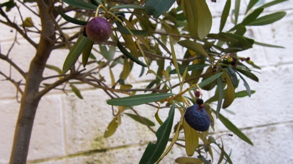 Oliven-Ernte im Burgenland