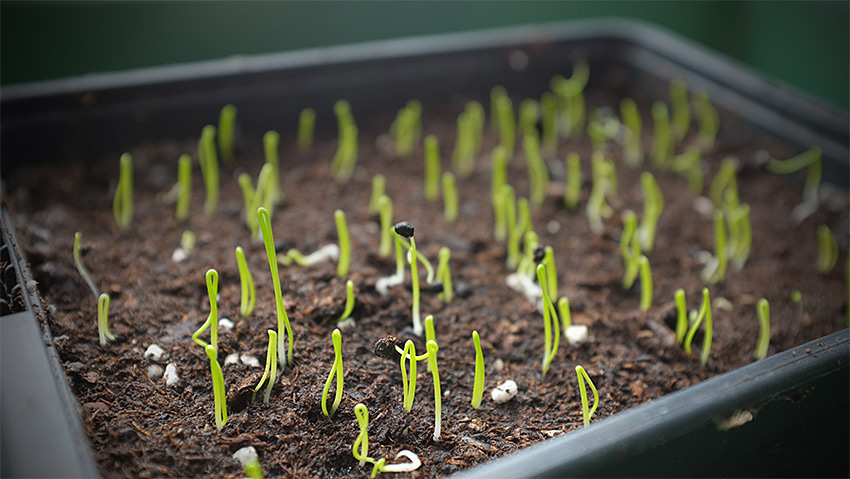 Die Gartensaison beginnt mit der Aussaat