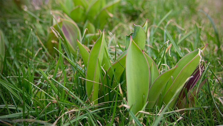 Tulpen Ende März