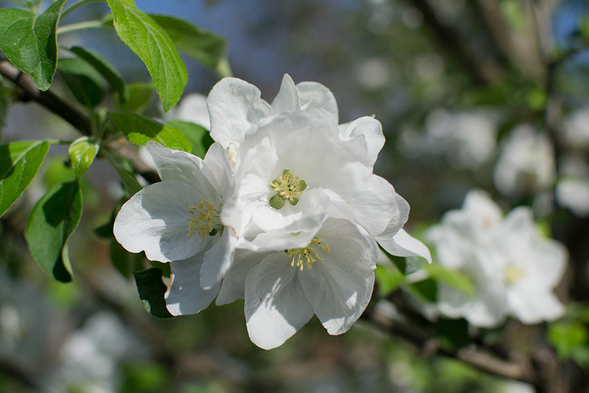 Äpfel und Birnen blühen