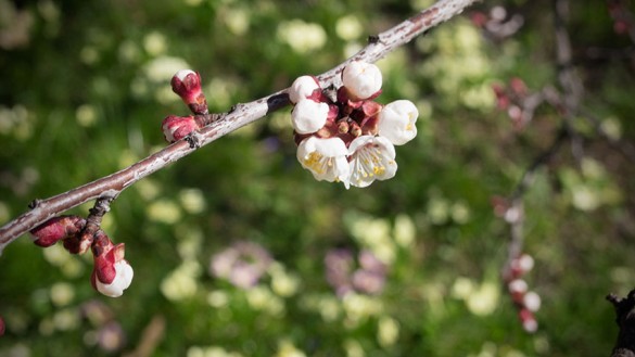 Der Marillenbaum blüht-2013-Burgenland-01