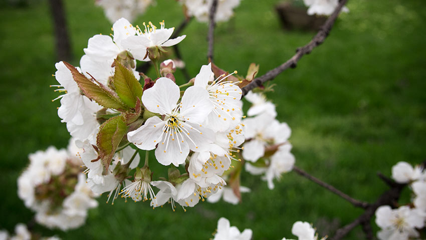 Die Kirschen blühen: April 2013