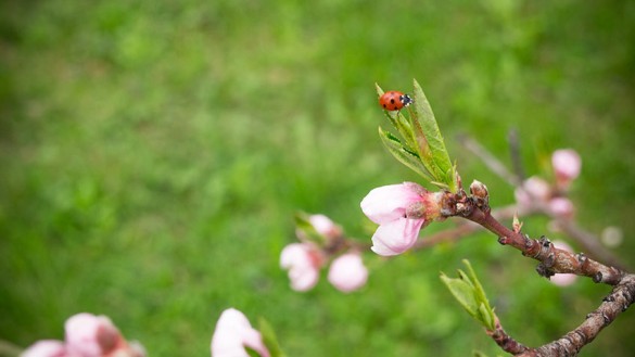 Ein Marienkäfer im Pfirsichbaum